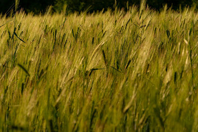 Full frame shot of wheat field