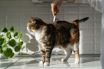 Closeup of female combing fur cat with brush in the kitchen. cat grooming, combing wool