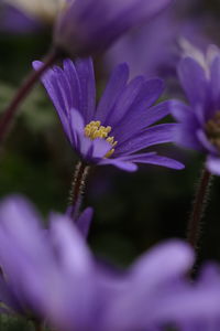 Close-up of butterfly pollinating on purple flower