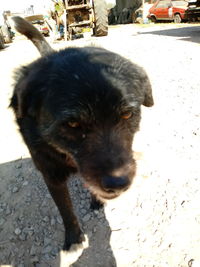 Close-up portrait of dog on footpath