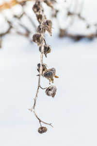 Branches of a tree