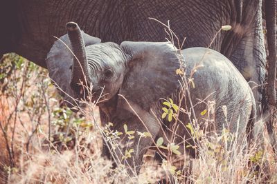 Elephant in a forest