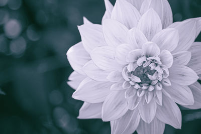 Close-up of white flowering plant