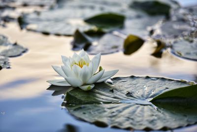 Close-up of water lily