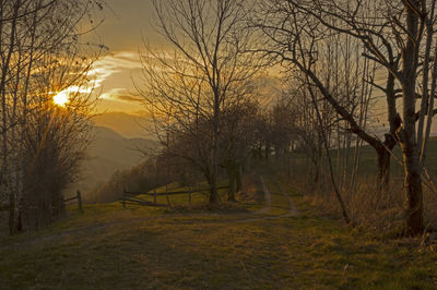 Bare trees on field at sunset