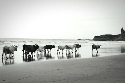 Cows on beach against clear sky