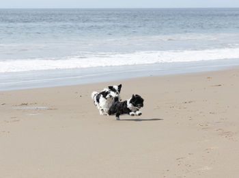 Havanese puppy