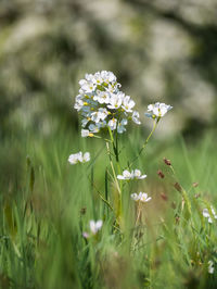 Close-up of white flowering plant