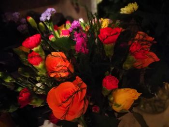 High angle view of multi colored roses on plant