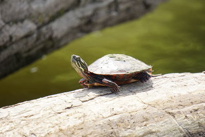 Close-up of turtle on rock