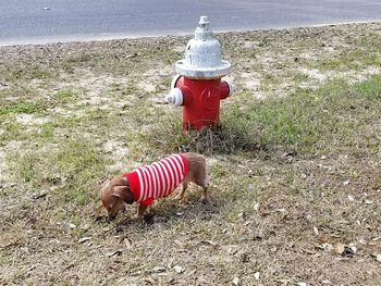 High angle view of dog