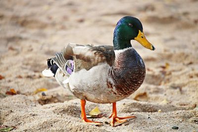 Mallard duck perching on sand