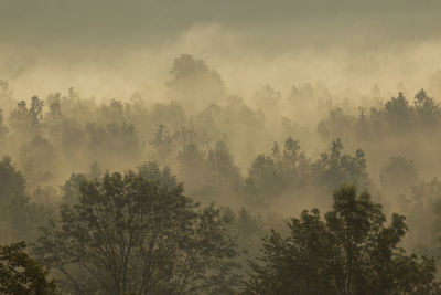 Low angle view of trees in forest against sky