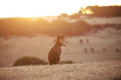 View of kangaroo on field against sky