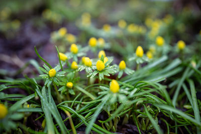 plant