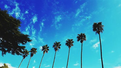 Low angle view of palm trees against sky