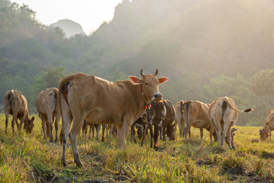 Cows standing in a field