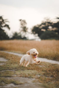 Brown poodle puppy dog running on the grass