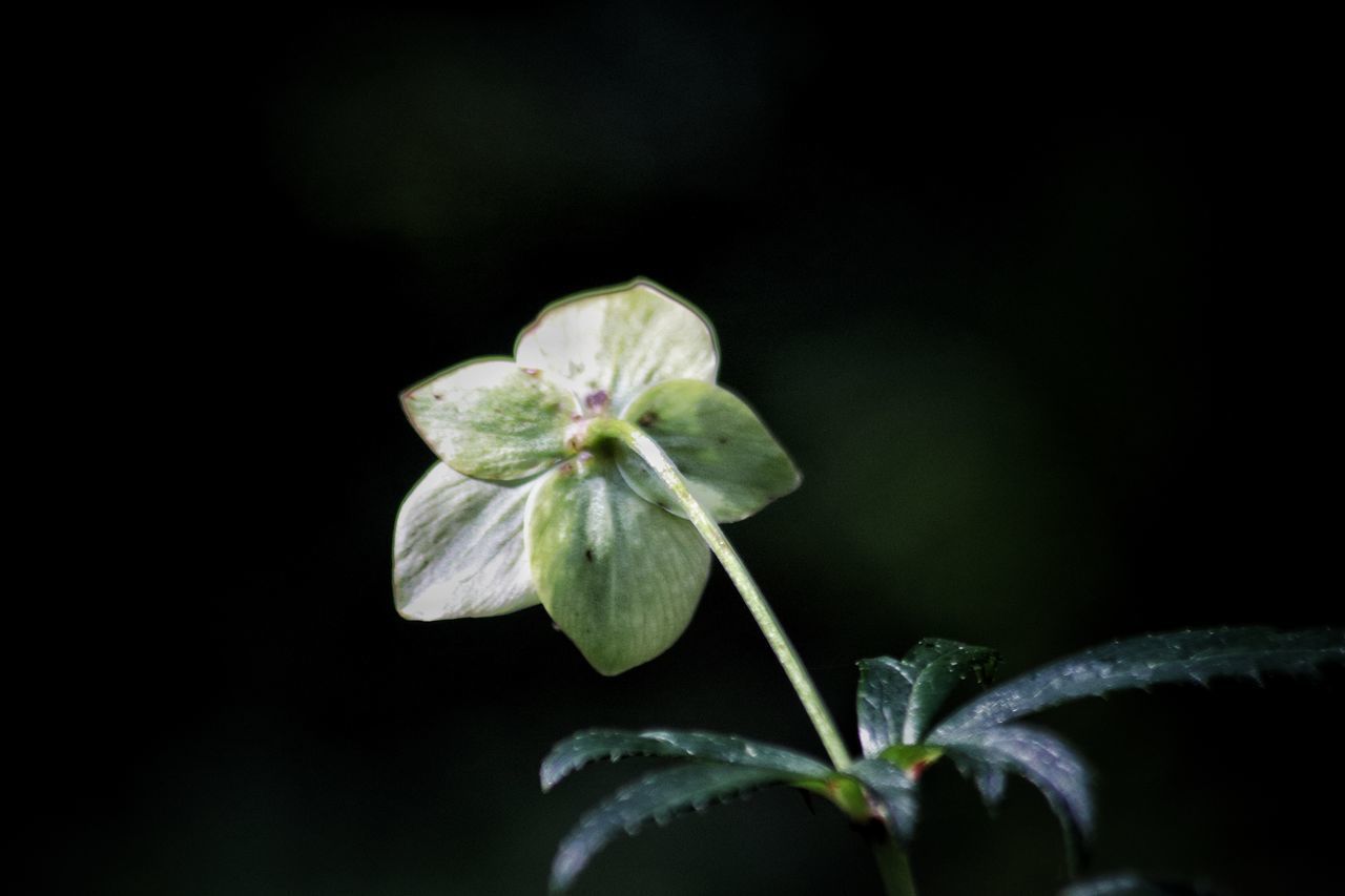 CLOSE-UP OF GREEN PLANT