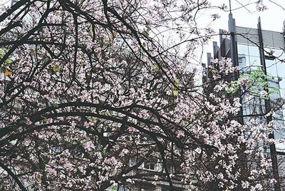 Low angle view of flowering tree