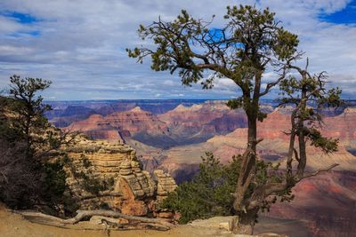 View of trees on landscape against cloudy sky