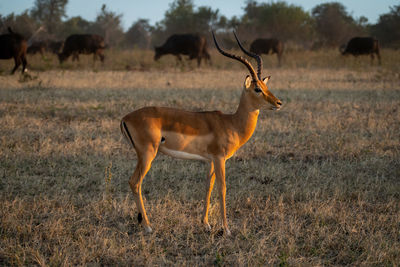 Deer standing on field