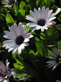 Close-up of white flower