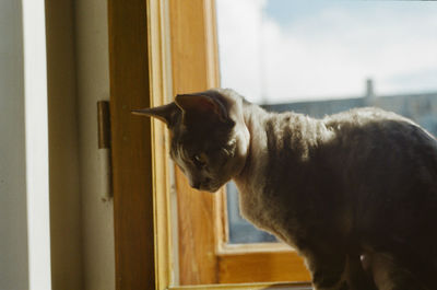 Side view of a cat looking away at home