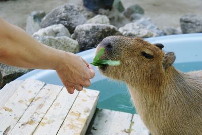 Close-up of hand feeding