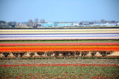 Scenic view of field against clear sky