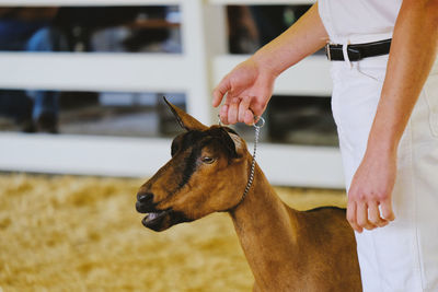 Midsection of man standing with goat in animal pen