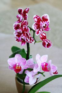 Close-up of orchids
