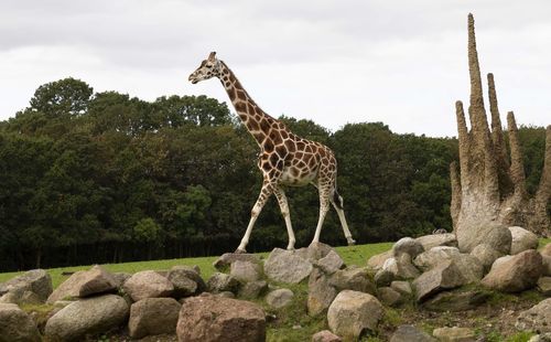 Giraffe standing on rock against sky