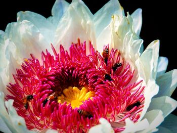 Close-up of pink flowers