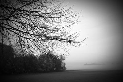 Bare trees on field