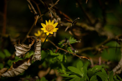 Close-up of yellow flowering plant leaves