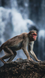 Monkey enjoying waterfalls