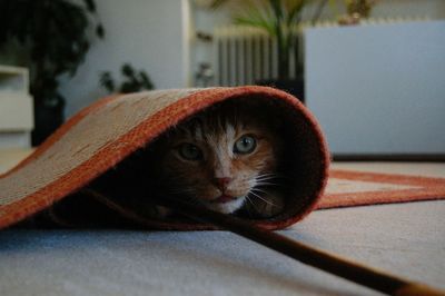 Close-up portrait of cat in wrapped in rug on floor
