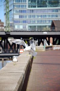 Seagull flying against the wall