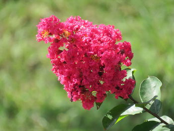 Close-up of pink flowering plant