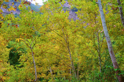 Trees in forest