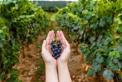 Cropped image of hand holding strawberry against plants