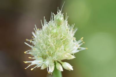 Close-up of plant