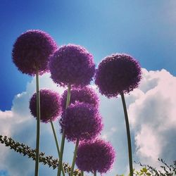 Low angle view of pink flowers