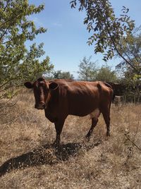 Cow standing in a field