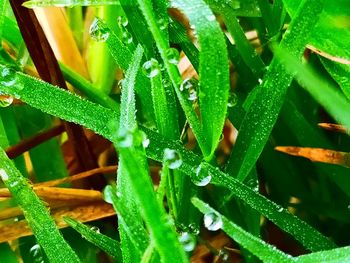 Close-up of wet plants