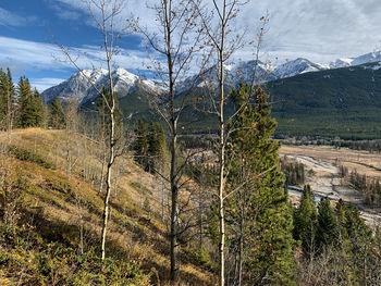 Plants growing on land against sky