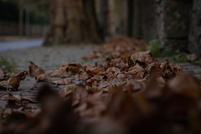 Close-up of dried leaves on tree trunk in forest