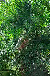 Close-up of palm tree leaves