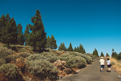 Rear view of people walking on road along trees